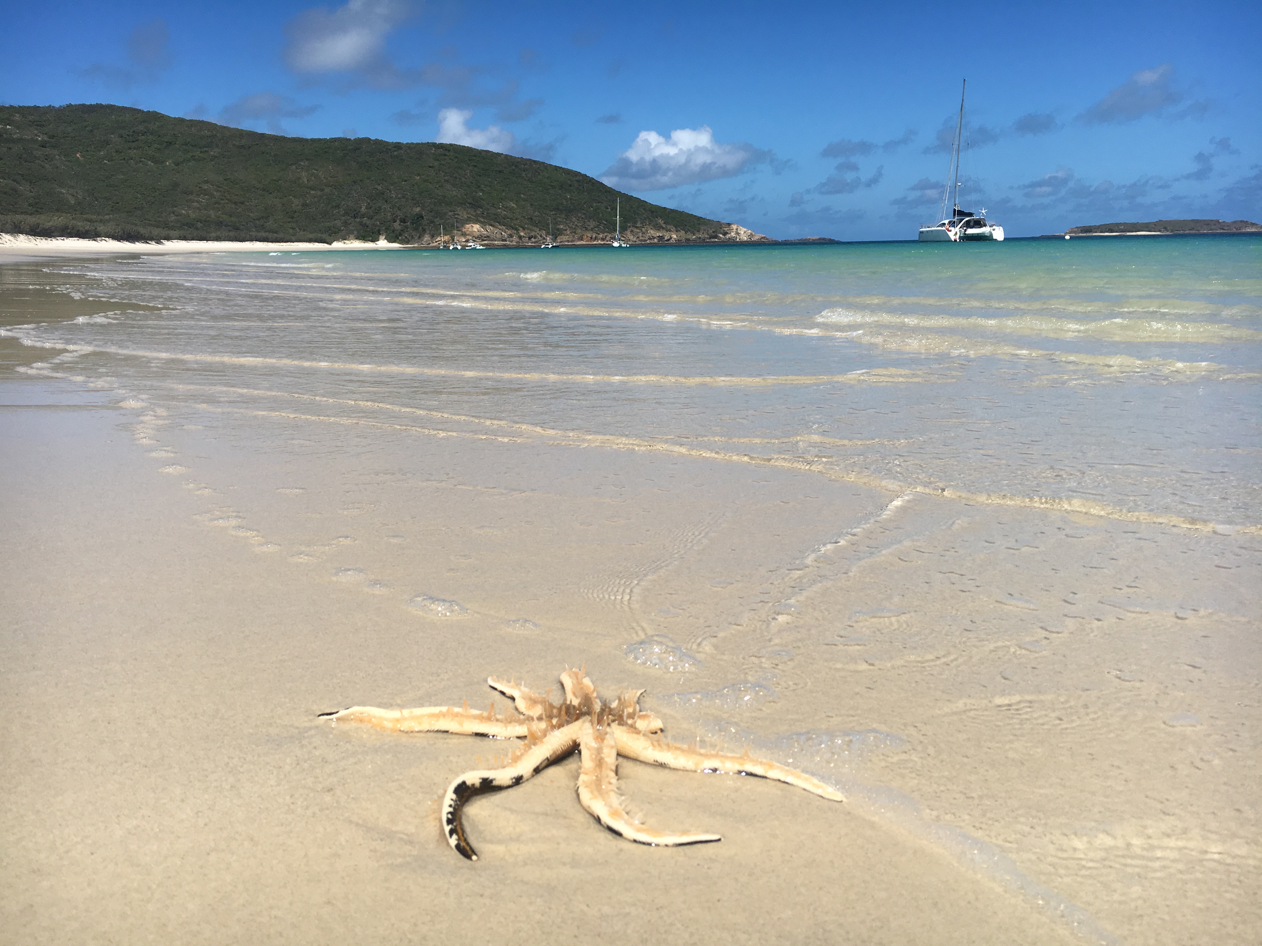 sea-star-great-keppel-island-long-beach