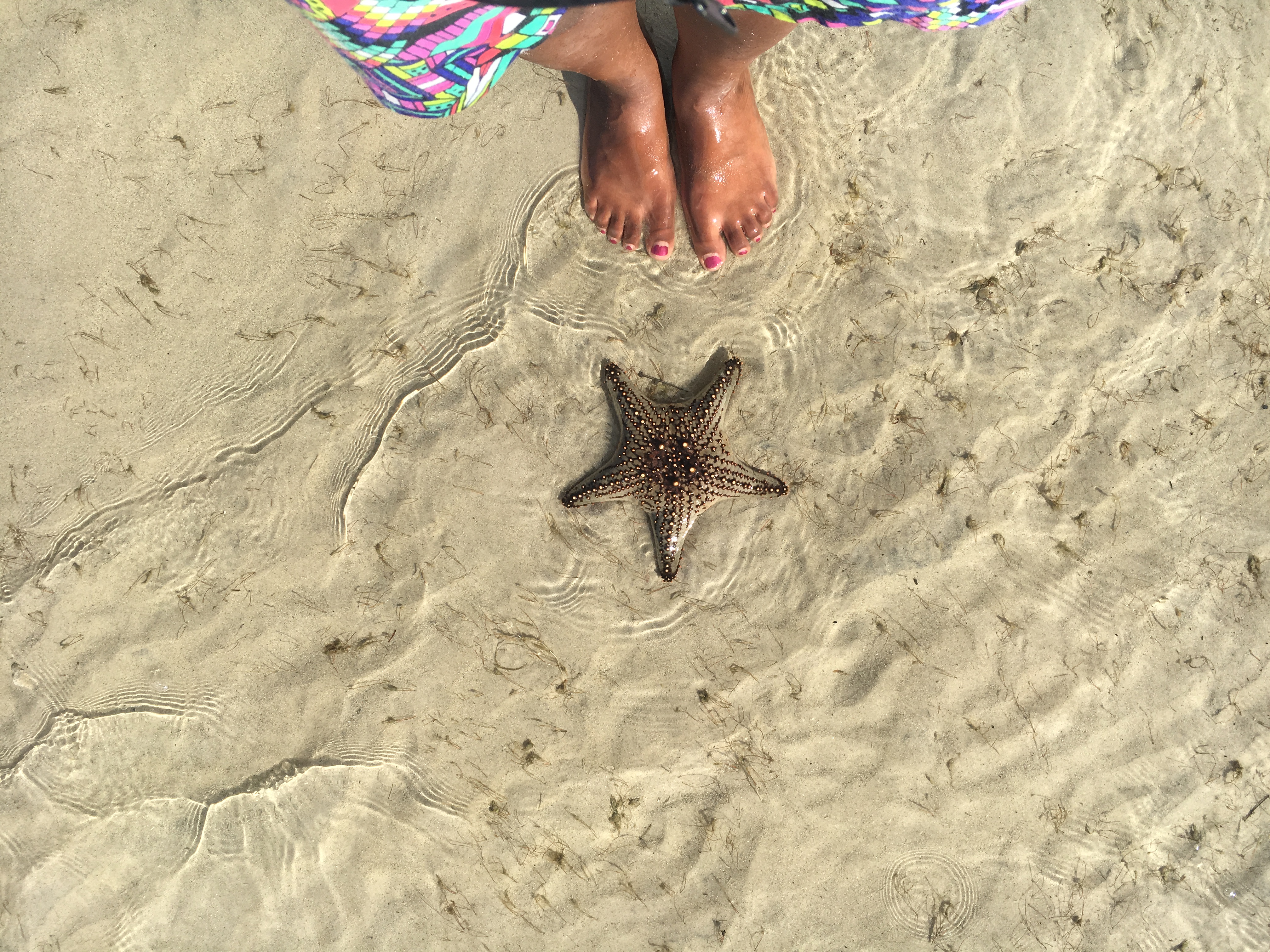 sea-start-star-fish-great-keppel-island-fishermans-beach