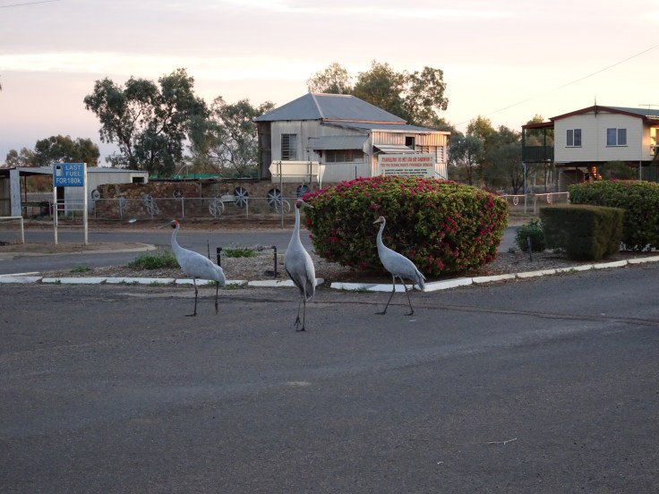 Three brolgas in Winton