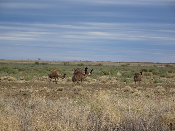 A Mob of Emus